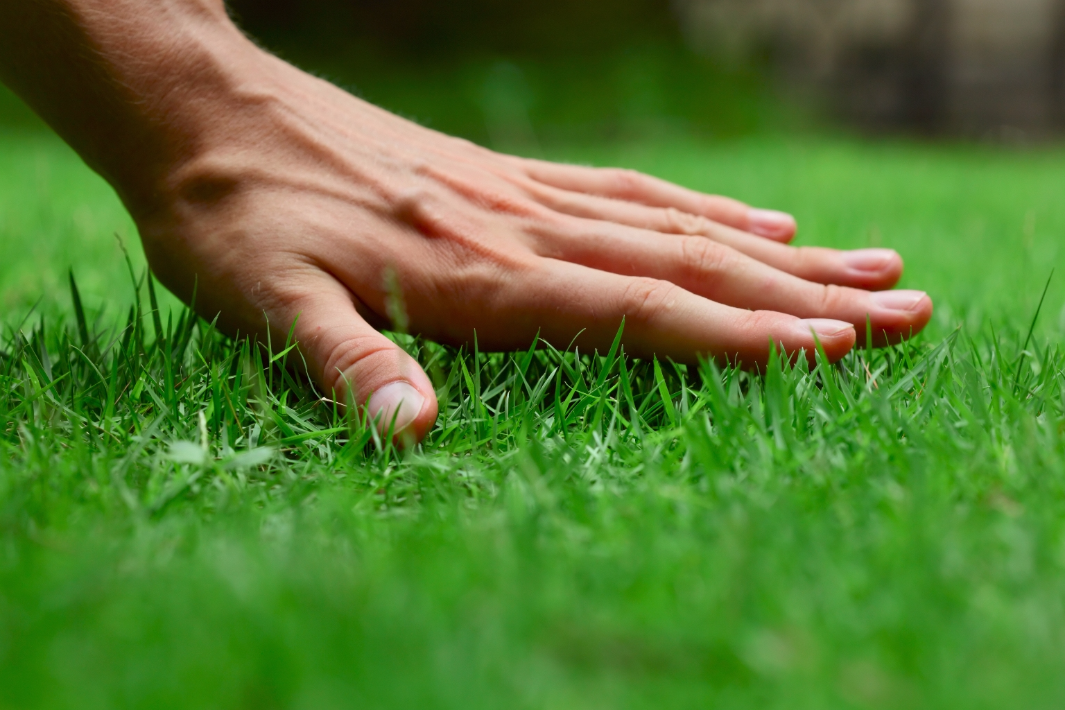 Рулонний газон